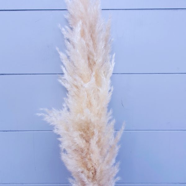 Feather